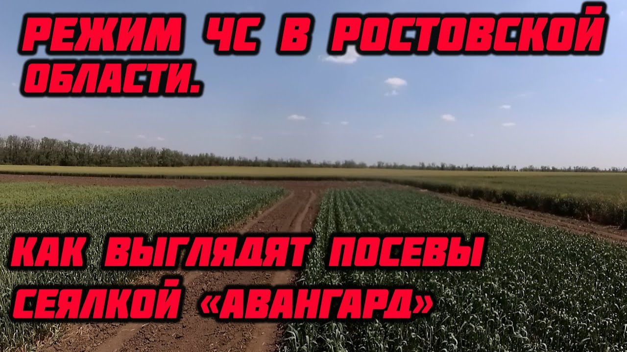 Посев анкерной сеялкой ЛВС 