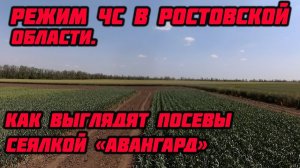 Посев анкерной сеялкой ЛВС "АвангарД" в засуху.