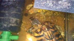 Красноухие черепахи 🐢 утро 🐢 умная 🤓 колонка Алиса рассказывает анекдоты. 16-11-2025