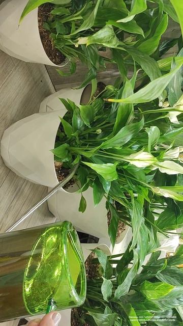 Волшебный Эликсир для СПАТИФИЛЛУМА, налей и даже слабый цветок вмиг зацветет, эффективно смотреть онлайн