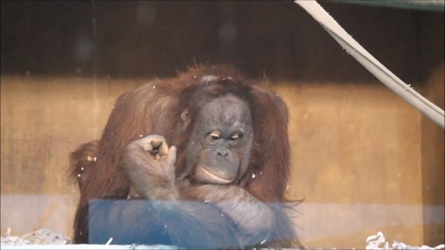 Бату посмотрел на доченьку, спустился вниз, а Мишель занимается малышкой Бушель 13.11.2025 смотреть онлайн
