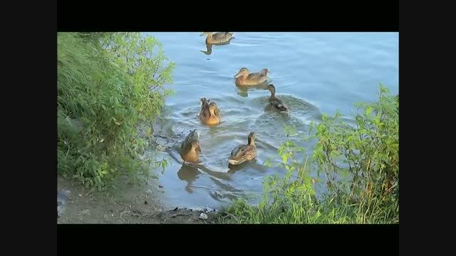 + А утки кря-кря