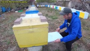 Результат обработки пчел от клеща бипин т