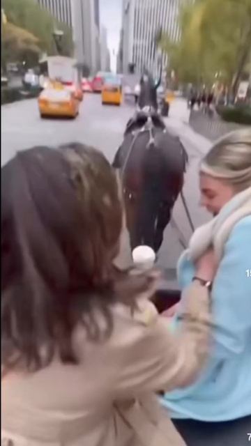 Лошадь обосрала клиентов. Смотреть видео смотреть онлайн