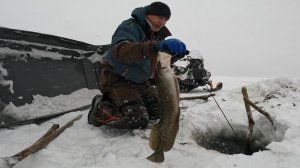 НАЛОВИЛ ЖИВЦА С ЗАПАСОМ | ПРОВЕРКА ПЕРЕМЕТА 15.11.2025