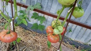 Мои урожайные томаты .Часть 2