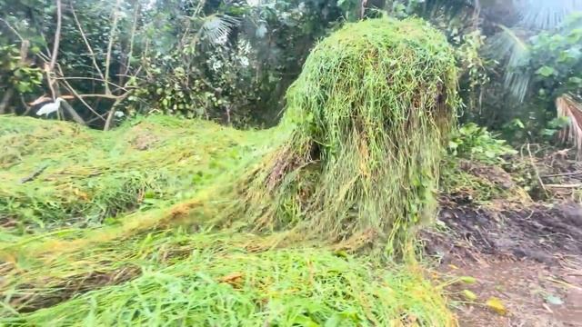 Очистка реки от водорослей с помощью экскаватора амфибии. смотреть онлайн