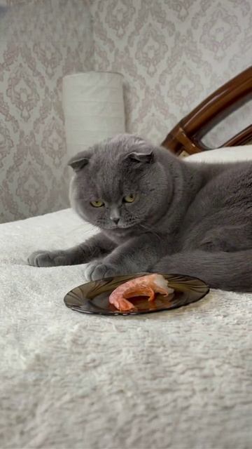 Котик и креветка смотреть онлайн