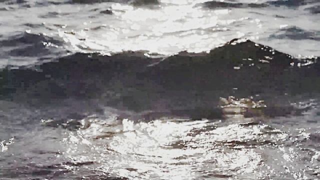 Звук природы. Звуки чаек и шум моря: погружение в морскую атмосферу