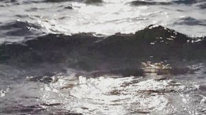 Звук природы. Звуки чаек и шум моря: погружение в морскую атмосферу