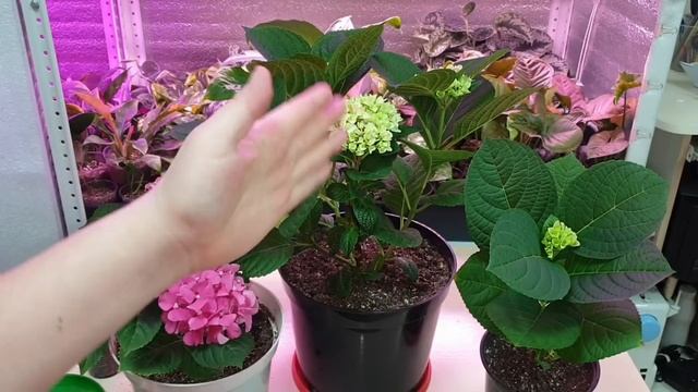 как вырастить крупнолистную гортензию смотреть онлайн