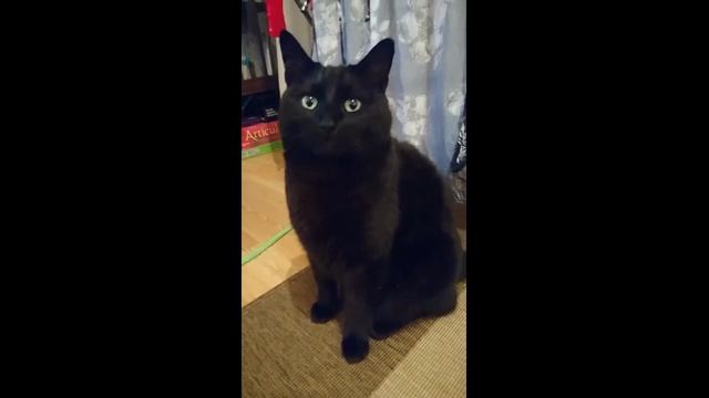 Мяу от чёрного кота смотреть онлайн