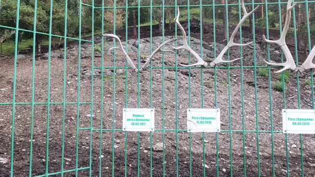 Зоопарк, Горный Алтай смотреть онлайн