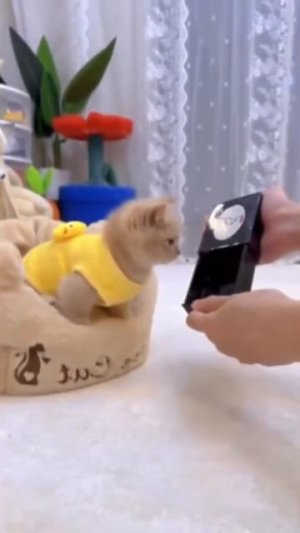 Котики и фокусы