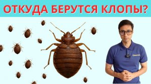 ОТКУДА ПОЯВЛЯЮТСЯ КЛОПЫ ПОСТЕЛЬНЫЕ В КВАРТИРЕ?