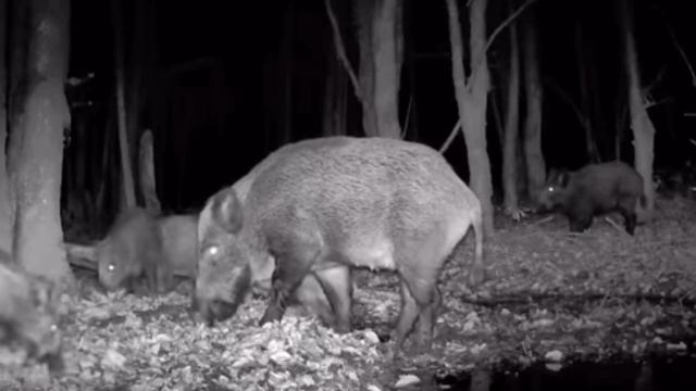 Кабанчики фото ловушка смотреть онлайн