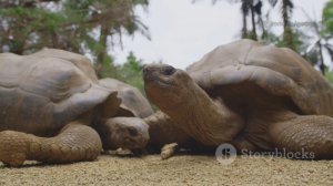 Удивительные факты о черепахах