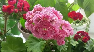 Наращивание цветоносов на Пеларгонии