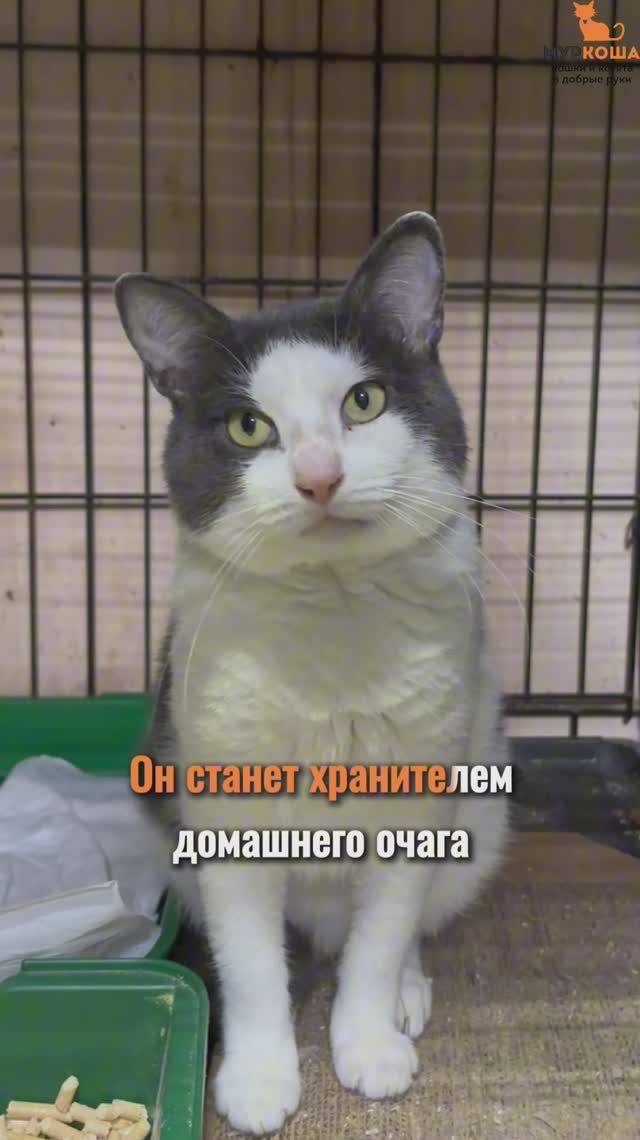 Аист ждёт вас в приюте #Муркоша смотреть онлайн