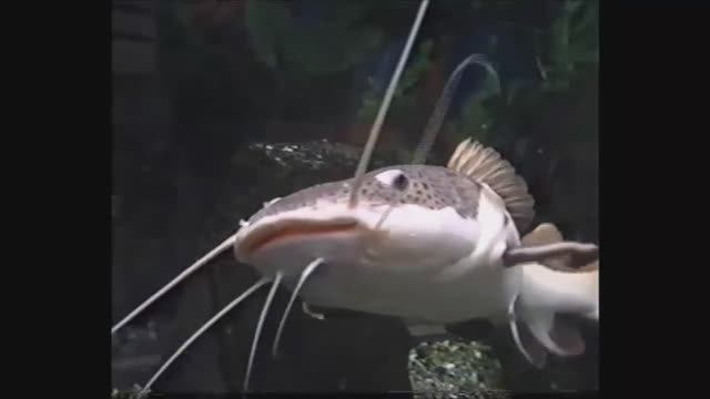 + Аквариумные рыбки