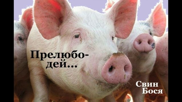 Свин Бося . Прелюбодей... смотреть онлайн