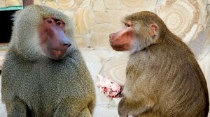 Прости, Феня! Слабость Вениамина вылезла ему боком - Феодосия променяла его на МЯСО! Анубисы Тайгана