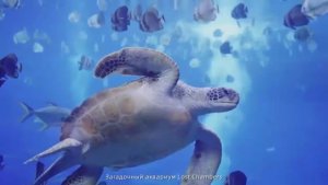 ATLANTIS SANYA 5* (Китай, о. Хайнань) | 316000.ru - лучшие цены на Ваши путешествия!