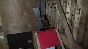 НИКОГДА НЕ РАССКАЗЫВАЙТЕ УЖАСТИКИ В САРАЕ | КОШАЧЬЯ ИСТОРИЯ УЖАСОВ 2 СЕЗОН