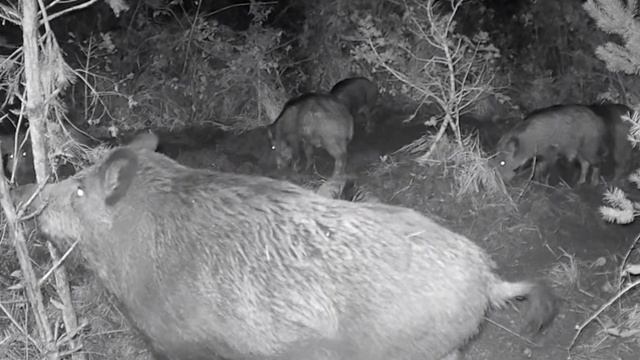 Кабанчики фото ловушка смотреть онлайн