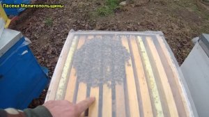 Влага в улье ППУ ППС и Дереве