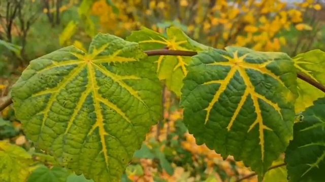 Ты мне больше не нужна,заявил муж жене,уйдя к любовнице.Но спустя время.... смотреть онлайн