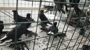 15-16 ноября Международная Выставка Голубей в Москве ч.2