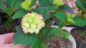 крупнолистная гортензия зимой