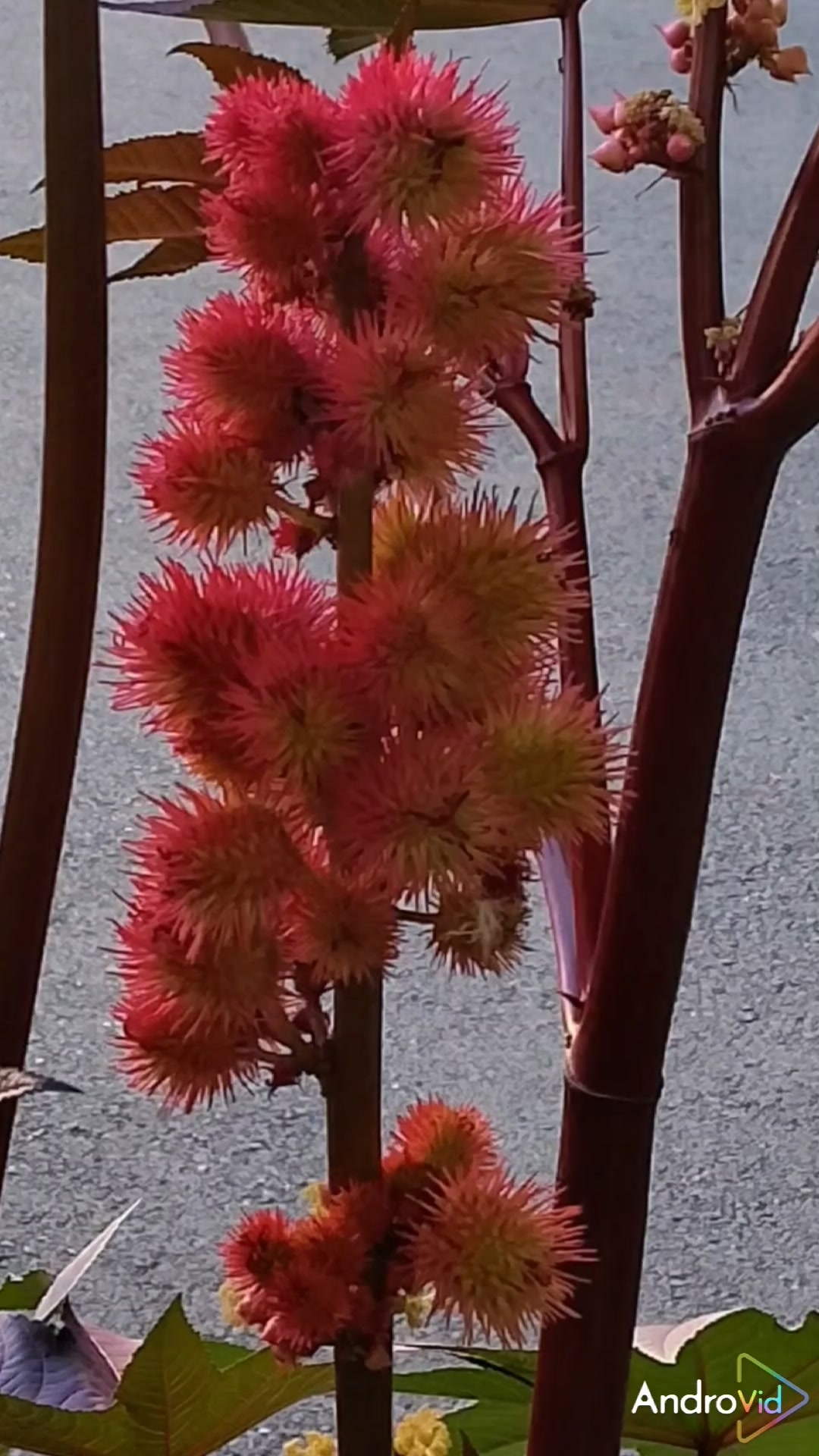 Тепло летних воспоминаний в конце уходящей осени! 🍂 #цветы #музыка смотреть онлайн