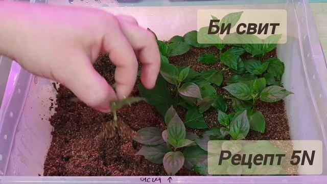 чем укоренить метельчатую гортензию смотреть онлайн