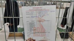 15-16 ноября Международная Выставка Голубей в Москве ч.5