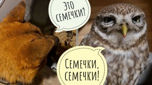 Сыч Лучик выбил из меня вечерние мясы. Пёс Кубик хочет нырнуть в тазик к мышам