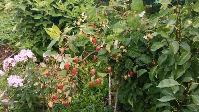 Малина Похвалинка. Омск, 27.08.2022г