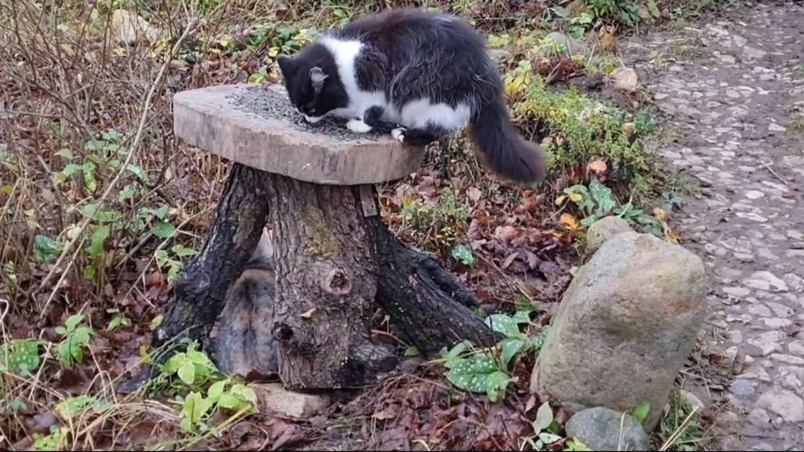 Кормушки для птиц и проблемная деревяшка смотреть онлайн