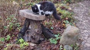 Кормушки для птиц и проблемная деревяшка