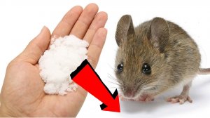 Как избавиться от мышей и крыс навсегда За 1 минуту.!.!.!