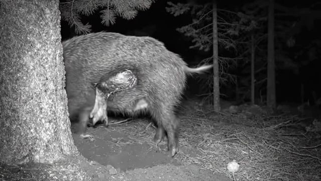 Кабан фото ловушка смотреть онлайн