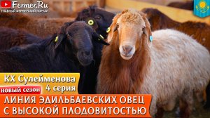 140 ягнят на 100 маток! Особенности закладываемых линий эдильбаевских овец в КХ Сулейменова.