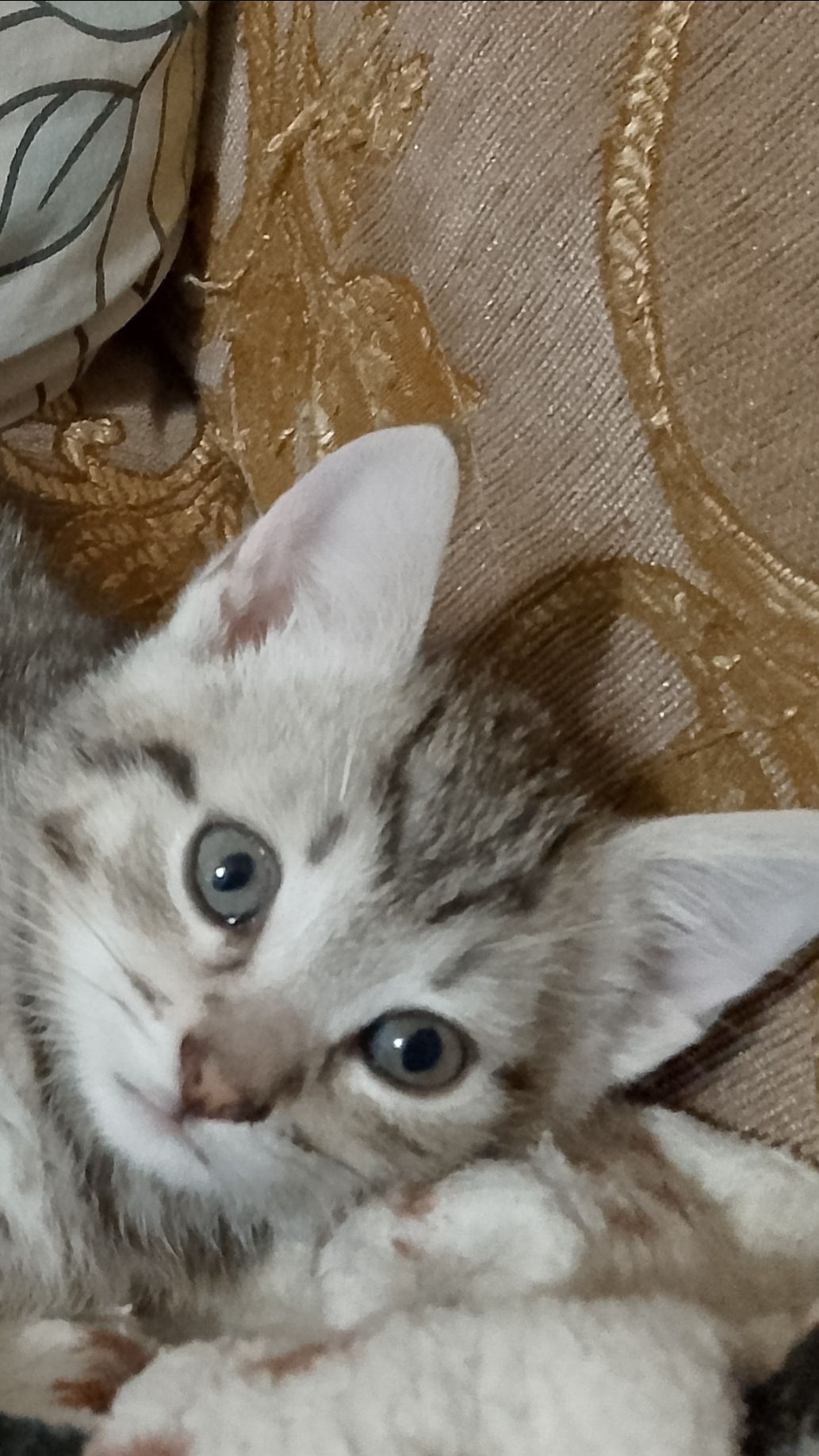 GAYAZOV$ BROTHER$ - Выбираю море смотреть онлайн