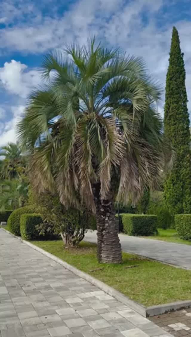 Абхазия, обстановка и погода сегодня в полдень на набережной в Старой Гагре (16 ноября, ОСЕНЬ-2025) смотреть онлайн