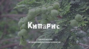 Kiparis_video editing studio1