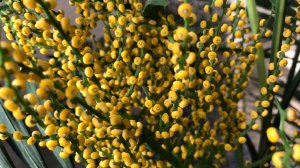 Пальма Хамедорея ароматное цветение