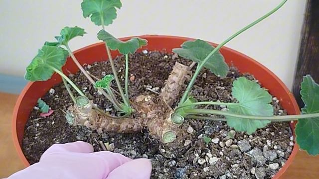 V25*Пеларгония от обрезки до новых побегов. Грунт для зимовки.