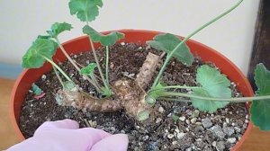 v25*Пеларгония от обрезки до новых побегов. Грунт для зимовки.