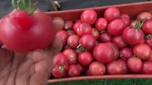 В защиту Томатных Гномов! Обзор урожая Гномов. 2024 год.